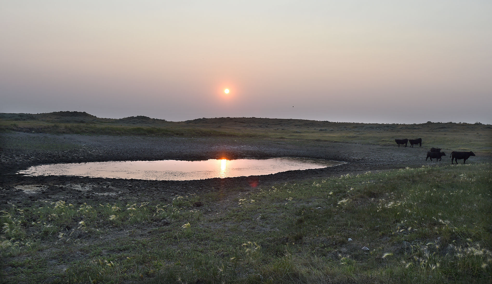 Malta drought